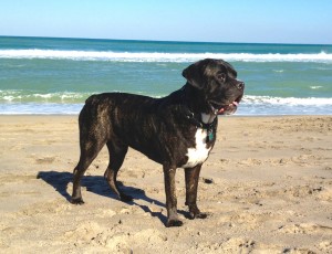 CC Juno Beach